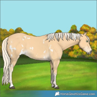 Horse Color:White Spotted Palomino