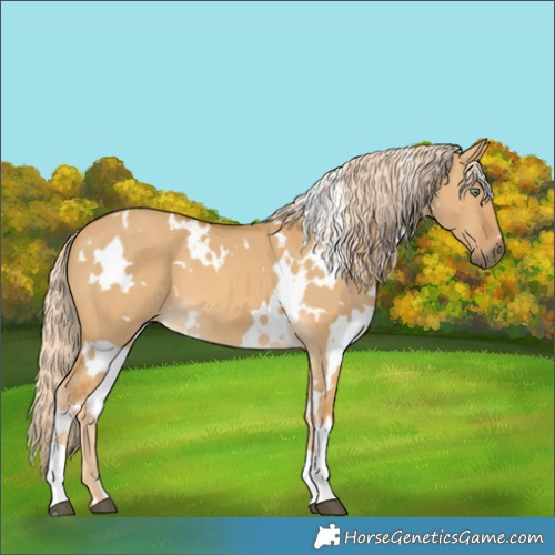 Horse Color:White Spotted Palomino Dun
