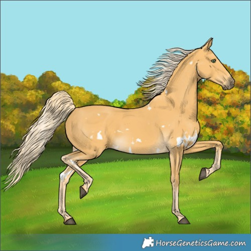 Horse Color:White Spotted Palomino 