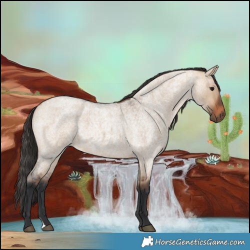 Horse Color:Bay Roan Dun 