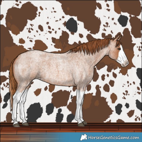 Horse Color:Red Roan Splash