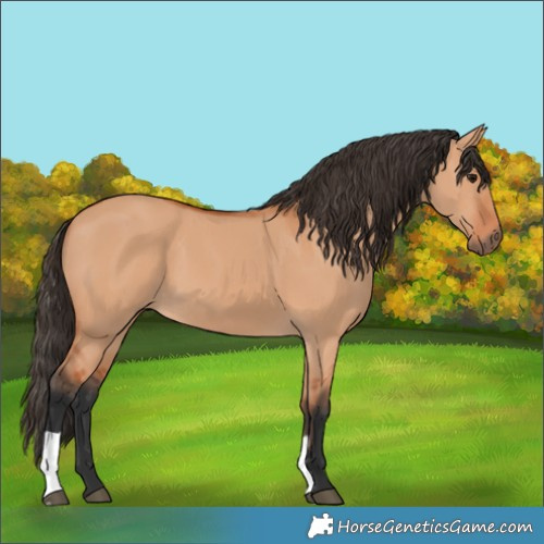 Horse Color:Bay Dun 