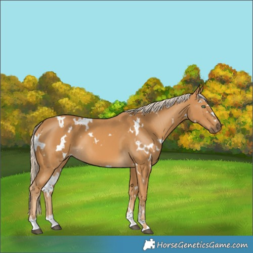 Horse Color:White Spotted Palomino