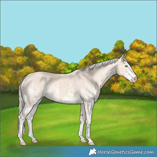 Horse Color:Cremello Sabino and Cremello Sabino