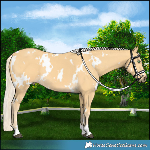 Horse Color:White Spotted Palomino 