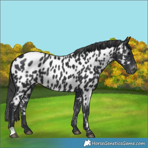 Horse Color:Black Appaloosa Rabicano