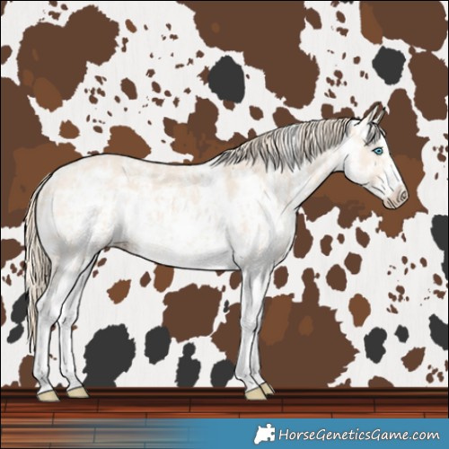 Horse Color:Perlino Sabino  and Perlino Sabino Frame 