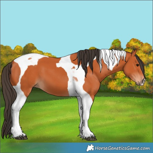 Horse Color:Bay Tobiano