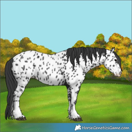Horse Color:Black Near Leopard Rabicano 