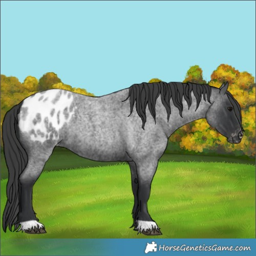 Horse Color:Blue Roan Appaloosa 
