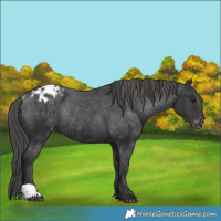 Horse Color:Black Appaloosa Rabicano 