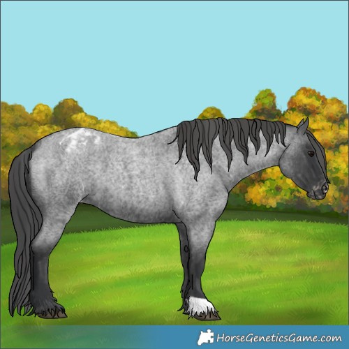 Horse Color:Blue Roan Appaloosa