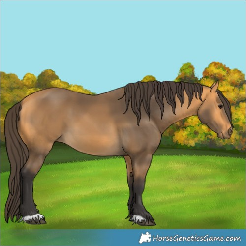 Horse Color:Buckskin