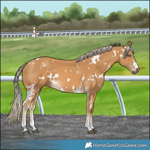 Horse Color:White Spotted Palomino