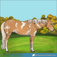 Horse Color:White Spotted Palomino
