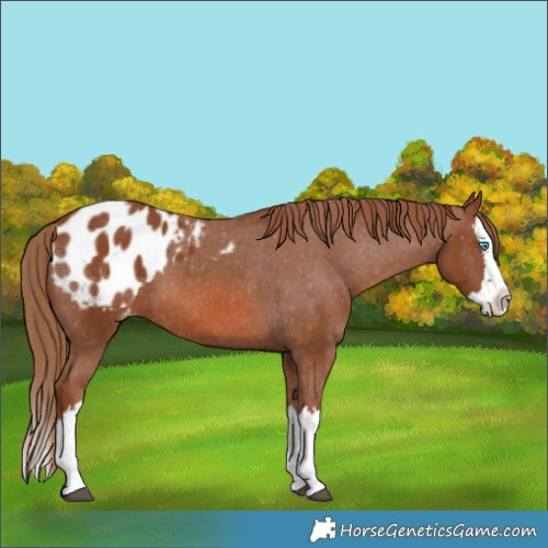 Horse Color:Chestnut Splash Blanket