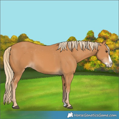 Horse Color:Chestnut Splash Varnish 