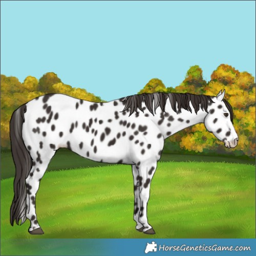 Horse Color:Liver Chestnut Splash Near Leopard 