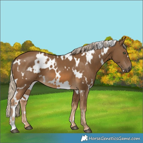 Horse Color:White Spotted Chocolate Palomino 