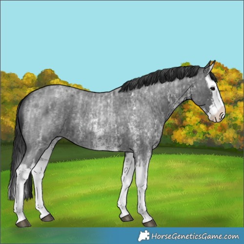 Horse Color:Blue Roan Sabino Splash and Blue Roan Sabino Splash