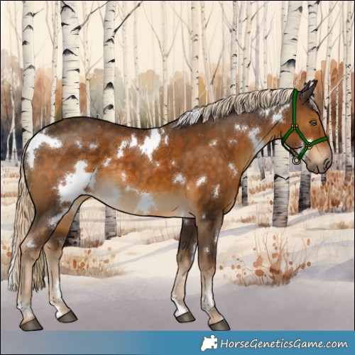 Horse Color:White Spotted Chocolate Palomino 