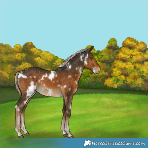 Horse Color:White Spotted Chocolate Palomino