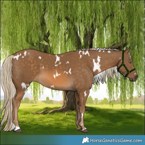 Horse Color:White Spotted Chocolate Palomino 
