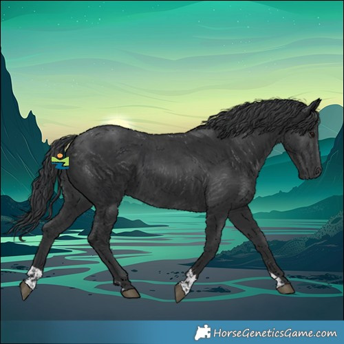 Horse Color:Black and Black