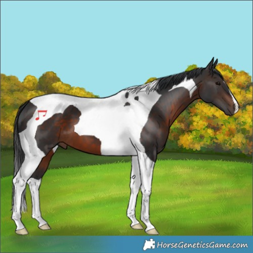 Horse Color:Brown Tobiano 