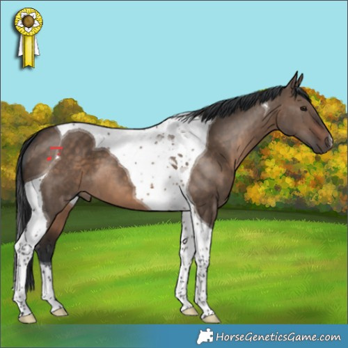 Horse Color:Brown Dun Tobiano