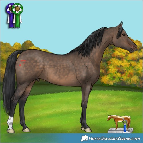 Horse Color:Brown Dun 