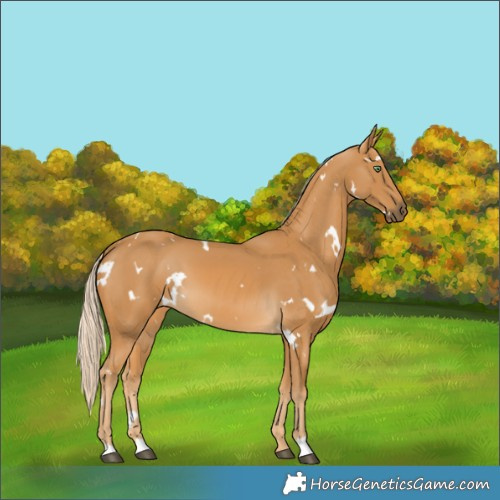 Horse Color:White Spotted Palomino