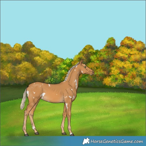 Horse Color:White Spotted Palomino 