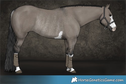 Horse Color:Grullo Rabicano