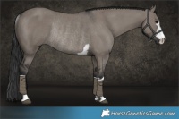 Horse Color:Grullo Rabicano