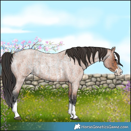 Horse Color:Blue Roan Sabino Splash  and Bay Roan Sabino Splash 