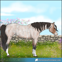 Horse Color:Blue Roan Sabino Splash  and Bay Roan Sabino Splash 