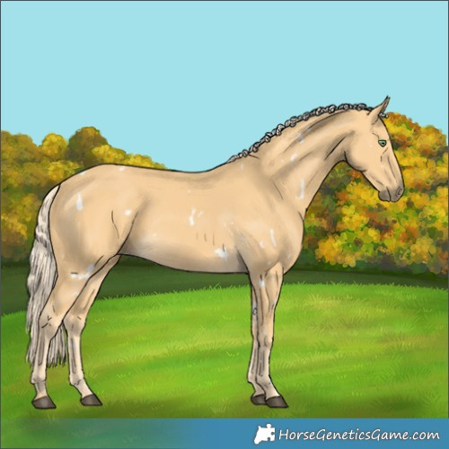 Horse Color:White Spotted Palomino 