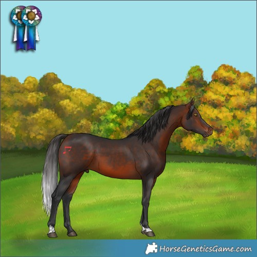Horse Color:Bay Tobiano 