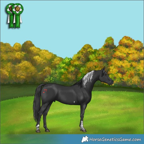 Horse Color:Black Tobiano 
