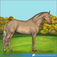 Horse Color:Chocolate Palomino Dun