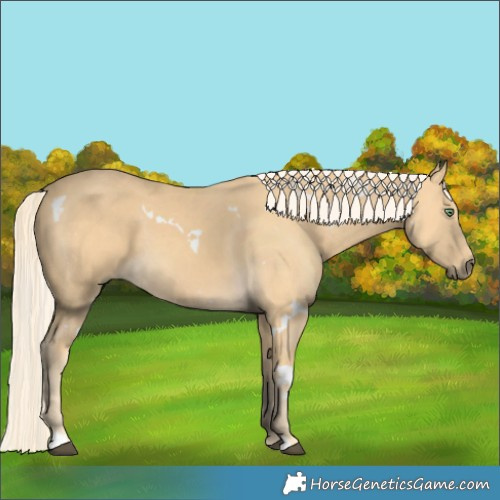Horse Color:White Spotted Palomino