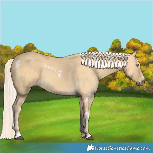Horse Color:White Spotted Palomino 