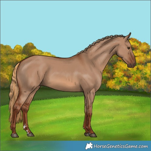 Horse Color:Red Dun