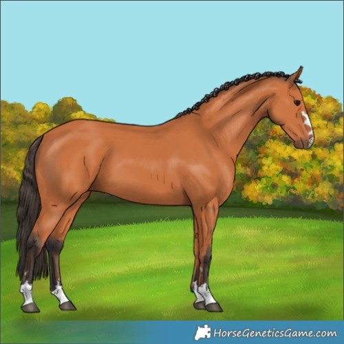 Horse Color:Bay 