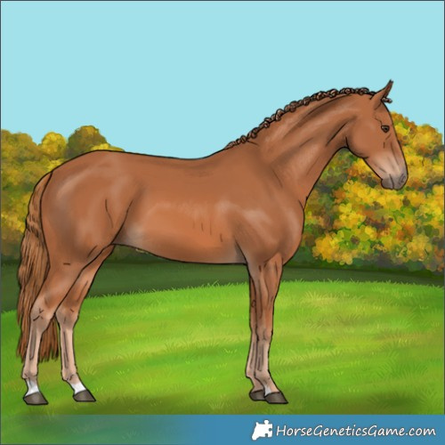 Horse Color:Chestnut 