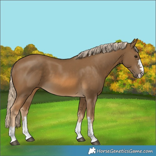 Horse Color:Chocolate Palomino