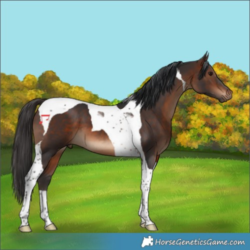 Horse Color:Brown Tobiano