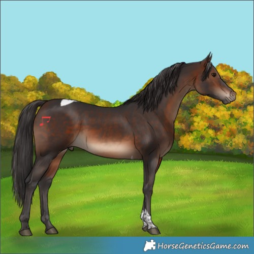 Horse Color:Brown Tobiano