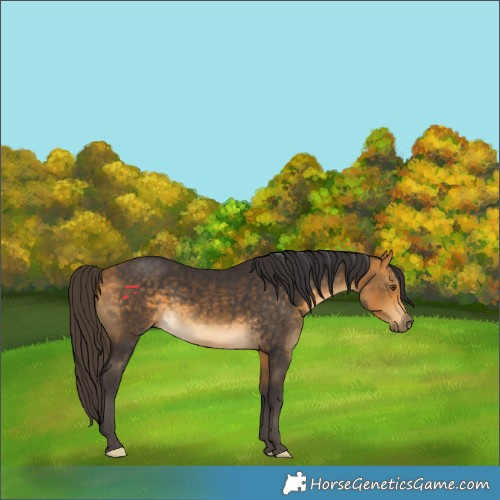 Horse Color:Buckskin 